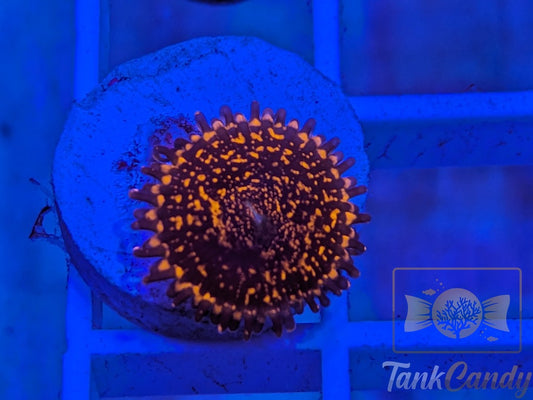 RARE OG Campfire Zoa Single WYSIWYG ZA8