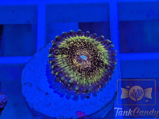 HR Death star Zoa Single WYSIWYG ZB1