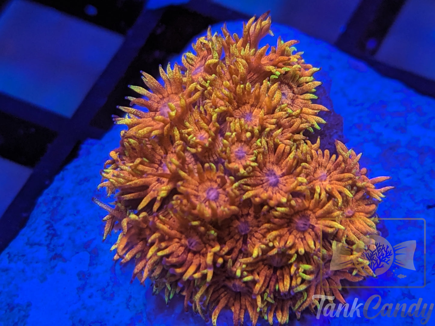 TankCandy Dayglo Orange Glitter Gonipora [MUST]