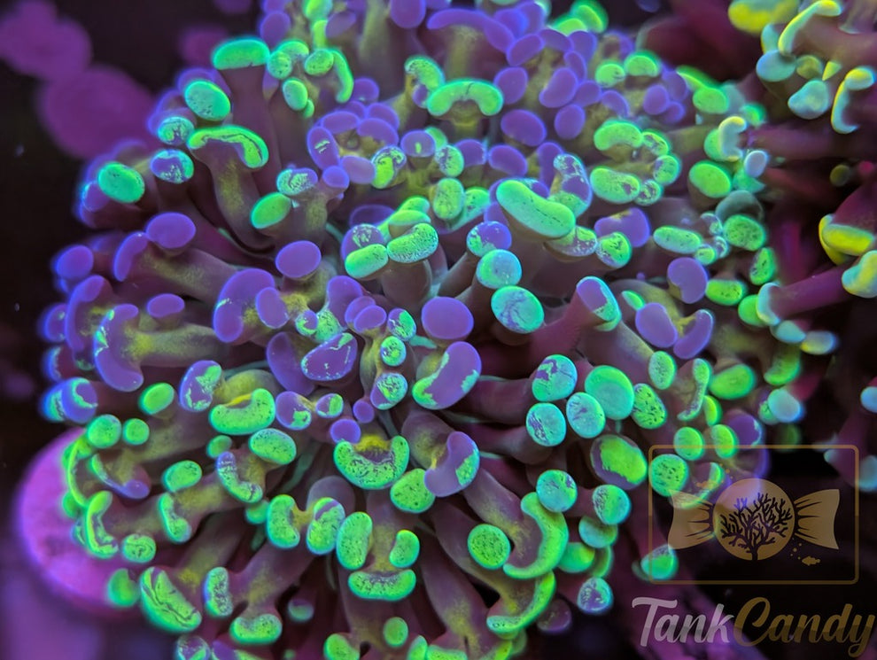 TC Splatter Cristata – TankCandy