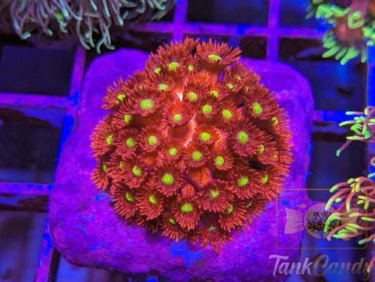 TC Candy Apple Goni