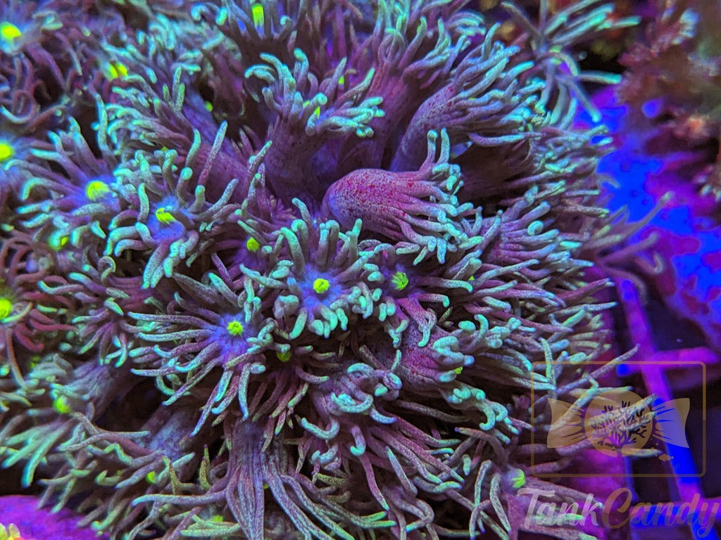 TC Blue Energy Goni