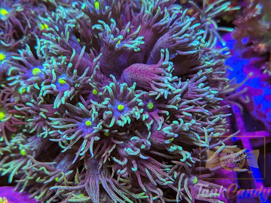 TC Blue Energy Goni