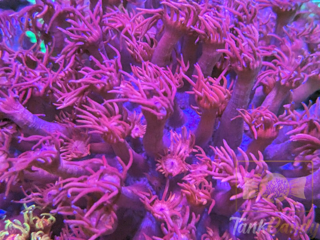 TC Red Dragon Goni