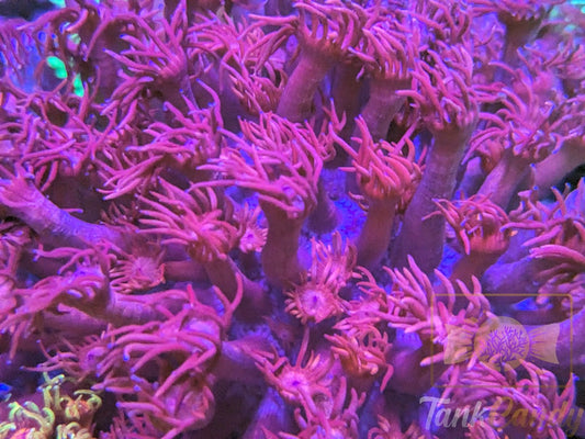 TC Red Dragon Goni