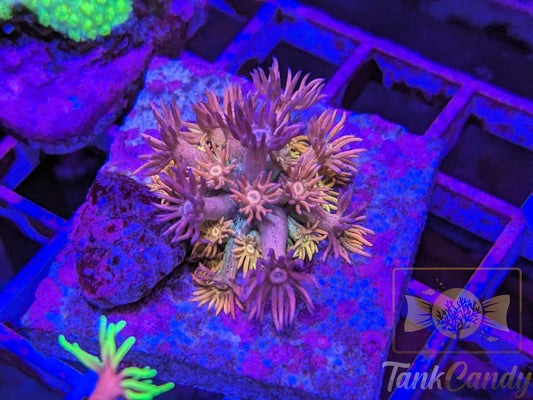 TC Pink Mist Goni