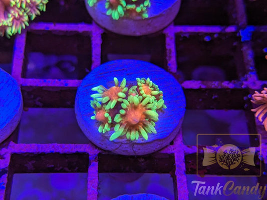 TC Runespoor Goni WYSIWYG GB1