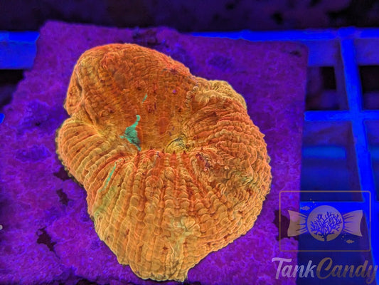 WWC Diablo Diaseris Plate