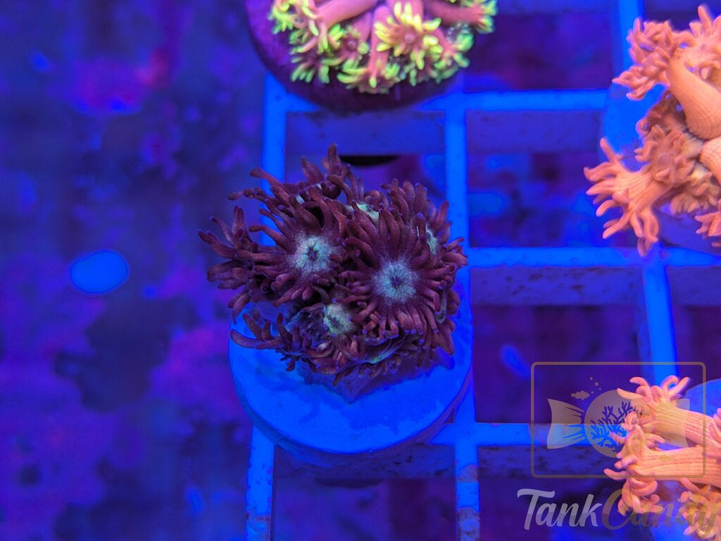 TC Blow Pop Goni WYSIWYG GA6 (MUST)