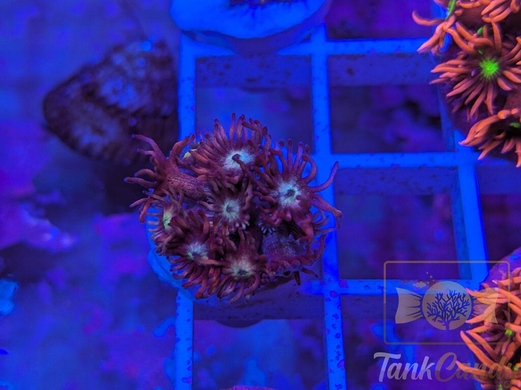 TC Blow Pop Goni WYSIWYG GA9 (MUST)