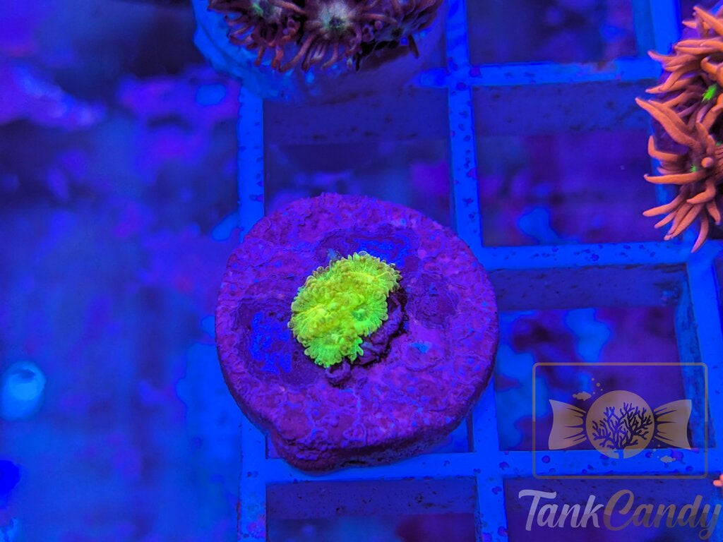 RAS Bugatti Crush Yellow Glitter WYSIWYG GA10 (MUST)
