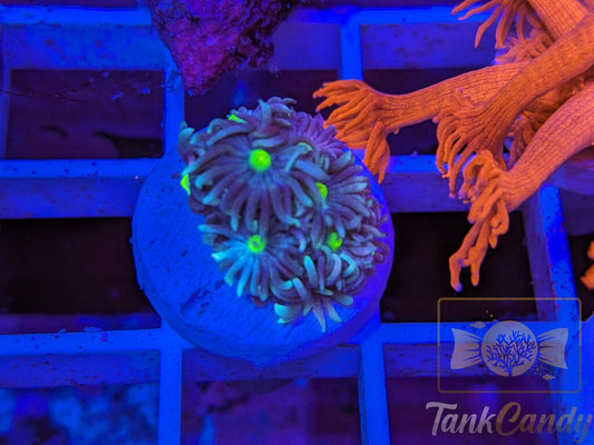 TC Blue Energy Goni WYSIWYG GC1