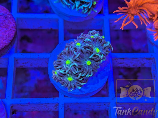 TC Blue Energy Goni WYSIWYG GC3