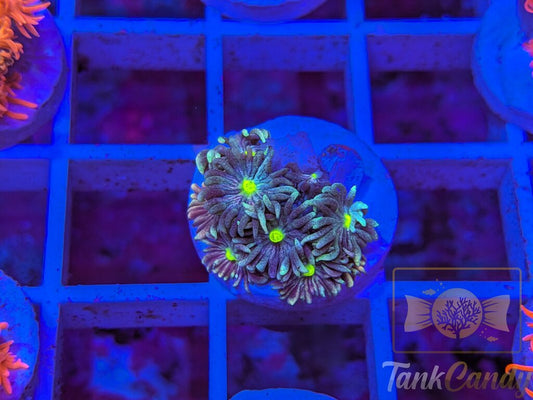 TC Blue Energy Goni WYSIWYG GC4