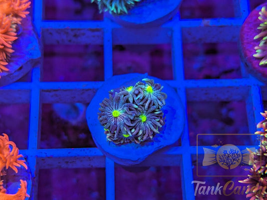 TC Blue Energy Goni WYSIWYG GC7