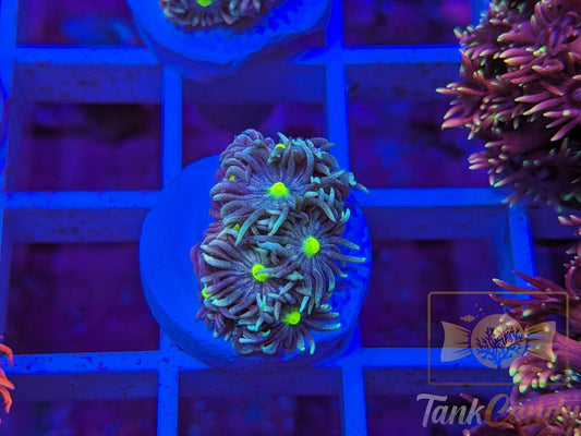 TC Blue Energy Goni WYSIWYG GC8