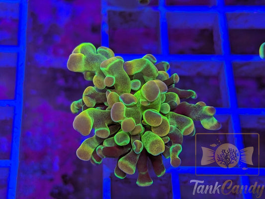 TC Yellow Hologram WYSIWYG HA3