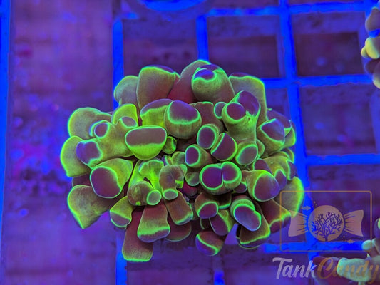 TC Hulk Hologram Hammer WYSIWYG HA6