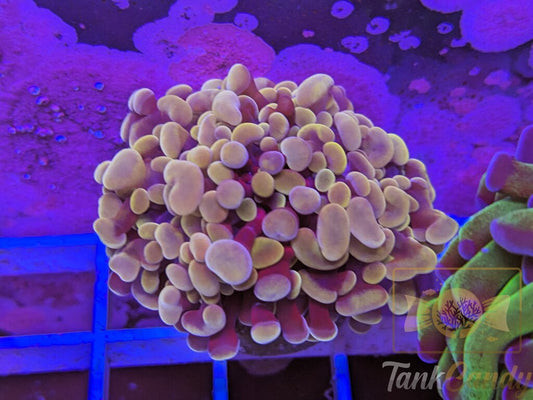 TC Peach Rings Hammer Double WYSIWYG HB1