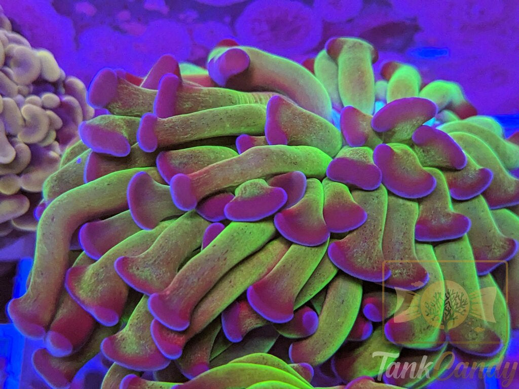 TC Bicolor Toxic Hammer Double WYSIWYG HC1