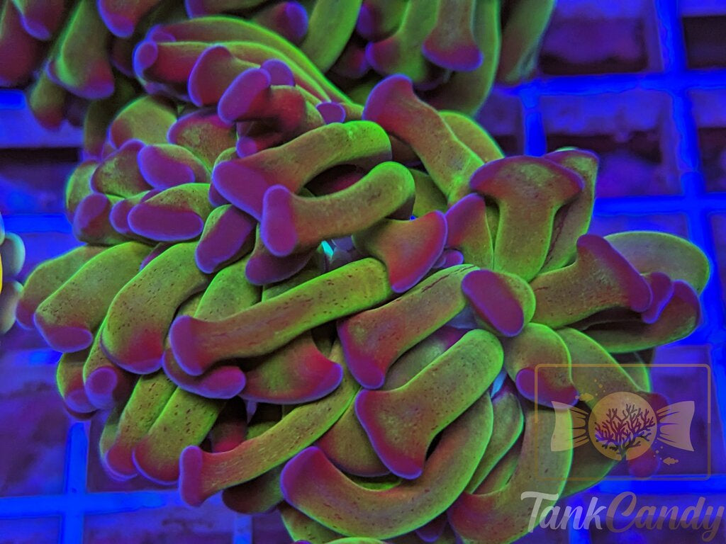 TC Bicolor Toxic Hammer Double WYSIWYG HC2