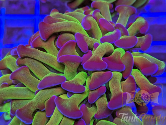 TC Bicolor Toxic Hammer Double WYSIWYG HC3