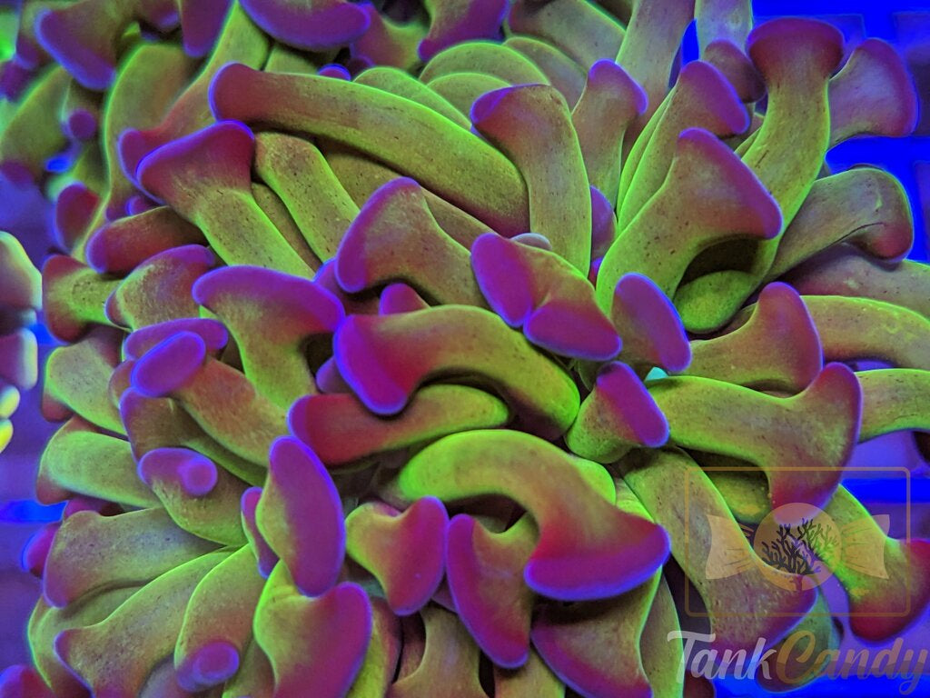 TC Bicolor Toxic Hammer Double WYSIWYG HC4