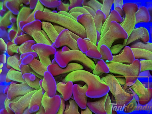 TC Bicolor Toxic Hammer Double WYSIWYG HC4