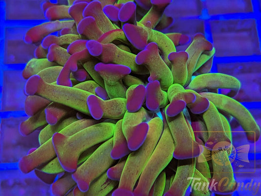 TC Bicolor Toxic Hammer Double WYSIWYG HC5