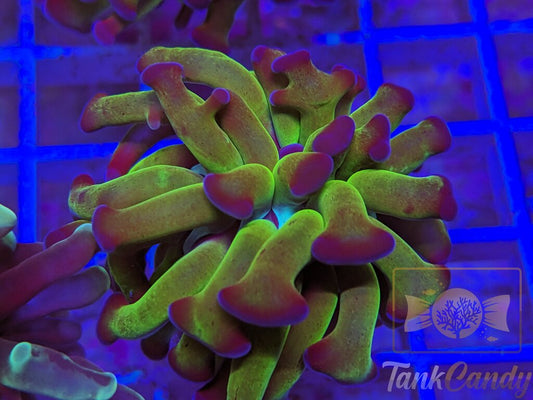 TC Bicolor Toxic Hammer WYSIWYG HC6