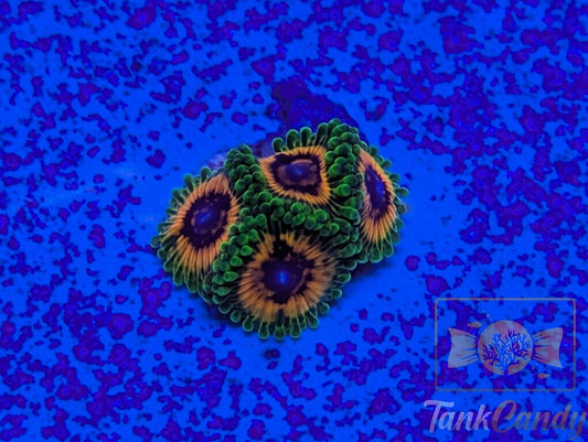Hallucination Zoa