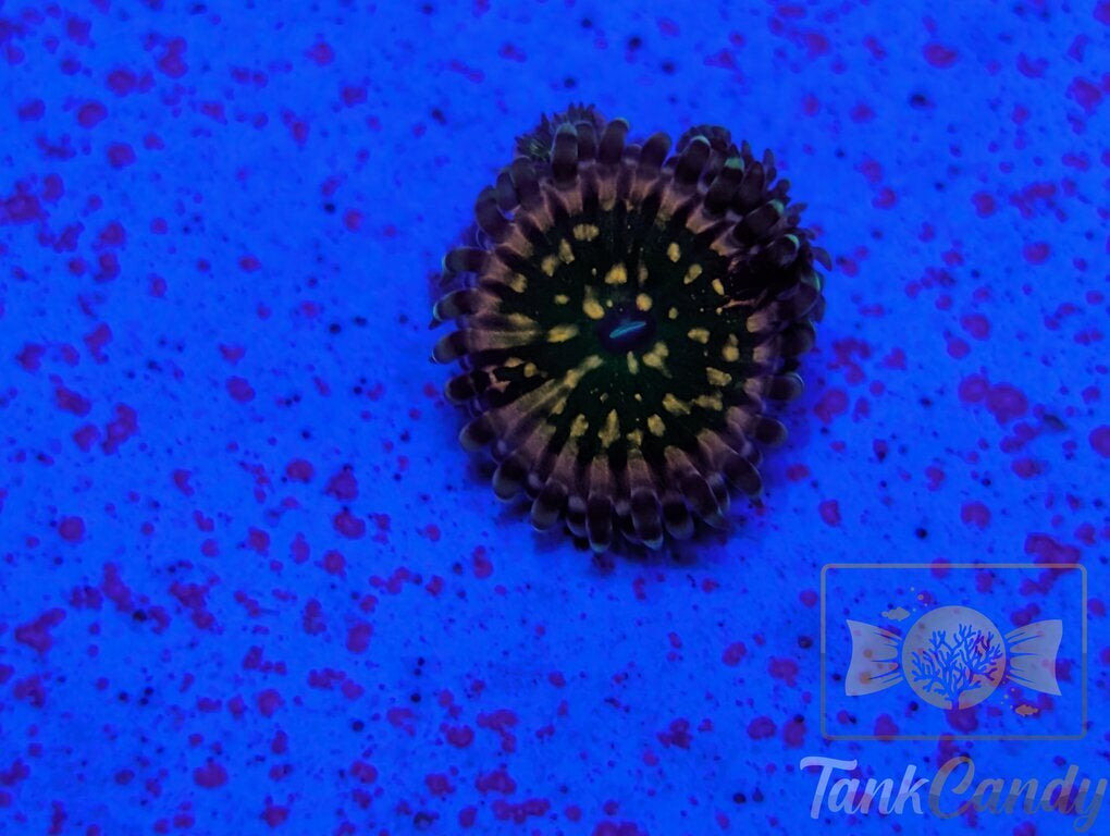 CK Monsters Inc Zoa