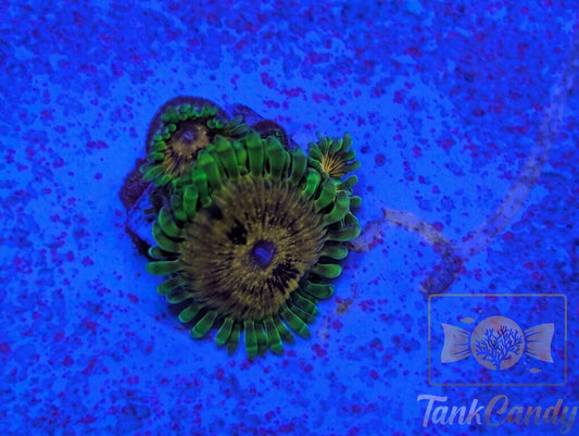 BBK Big Bird with Kermit Zoa