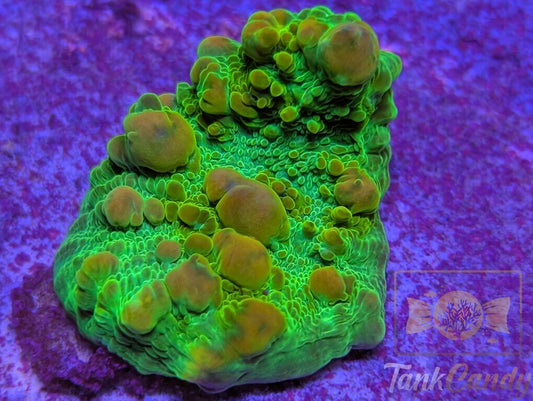 WWC Cosmic Candy Bounce Chalice