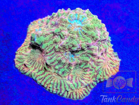 TCK Rainbow Convict Chalice MUST