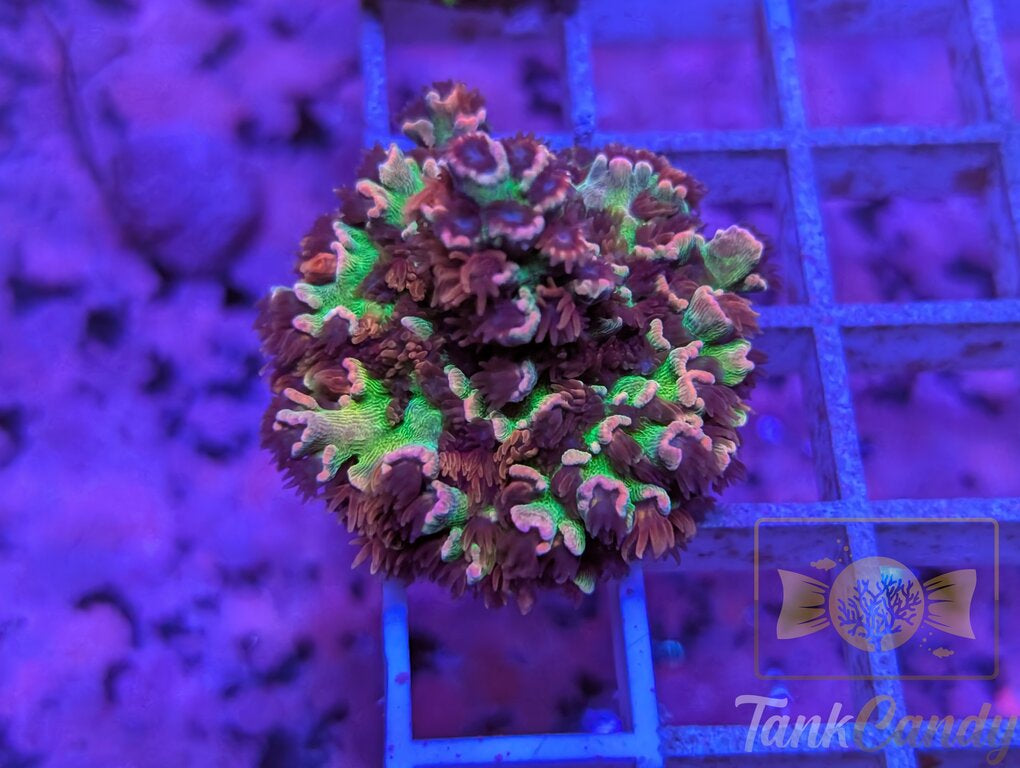 WWC Pink Panther Mini Colony WYSIWYG SA7