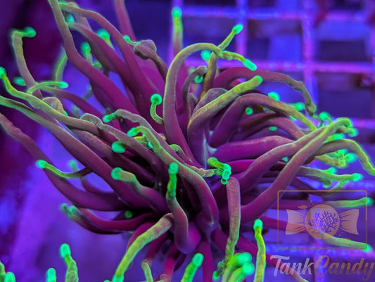 Hellfire Torch WYSIWYG TA2