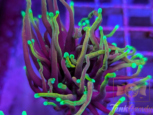 Hellfire Torch WYSIWYG TA3