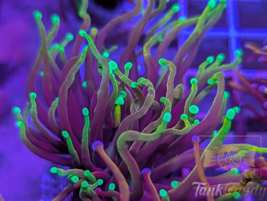 Hellfire Torch WYSIWYG TA5