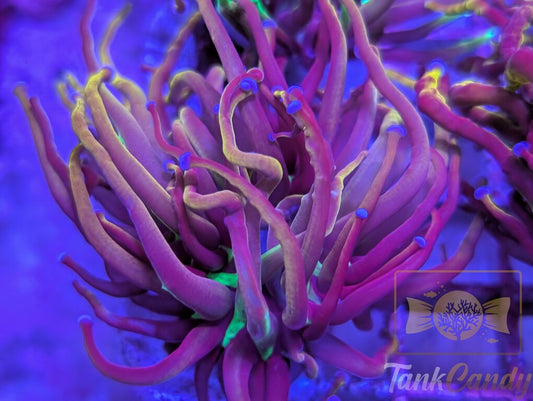 NY Nicks WYSIWYG TA6