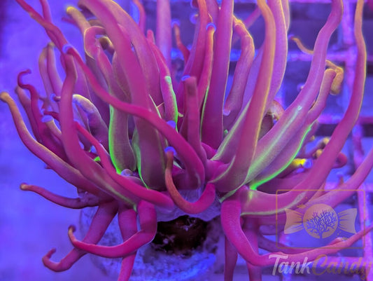 NY Nicks WYSIWYG TA7