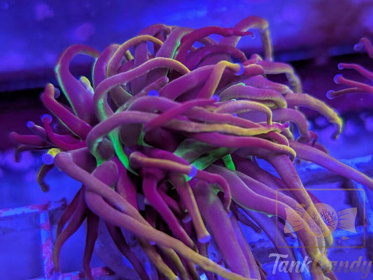 NY Nicks WYSIWYG TA8