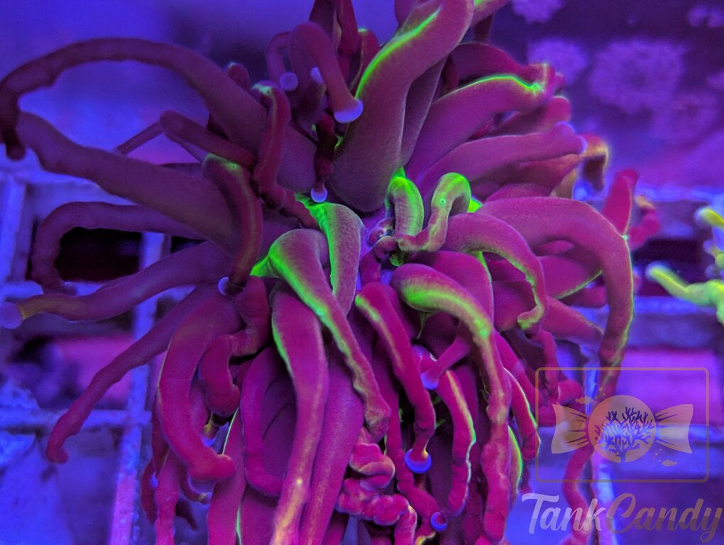 NY Nicks WYSIWYG TB1