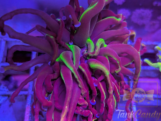 NY Nicks WYSIWYG TB1