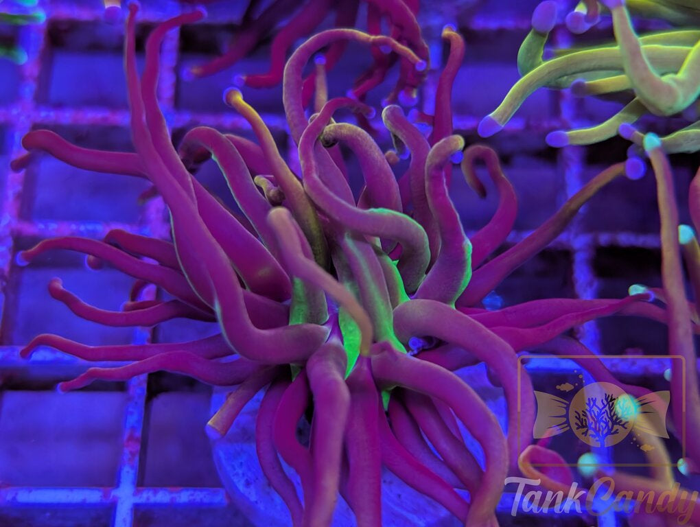 NY Nicks WYSIWYG TB3