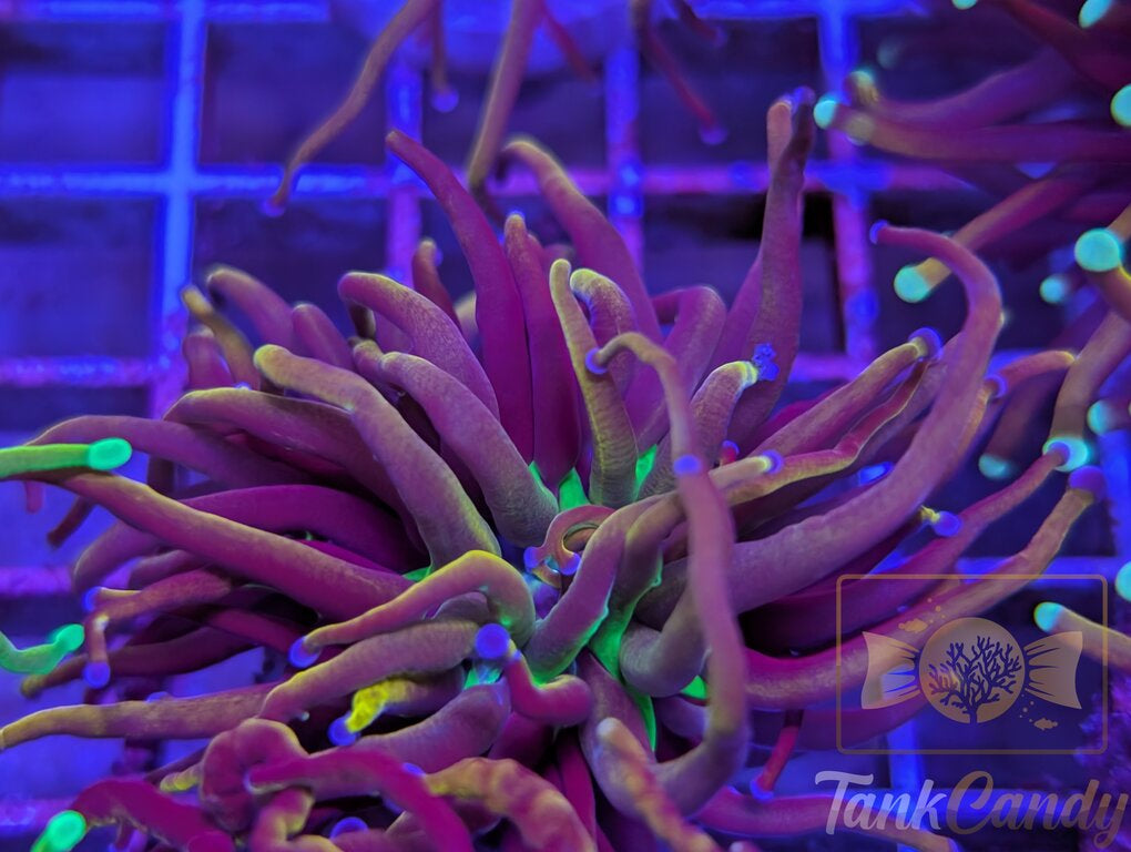 NY Nicks WYSIWYG TB4