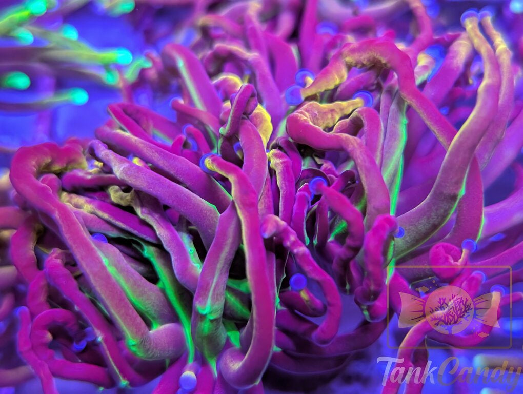 NY Nicks WYSIWYG TB5