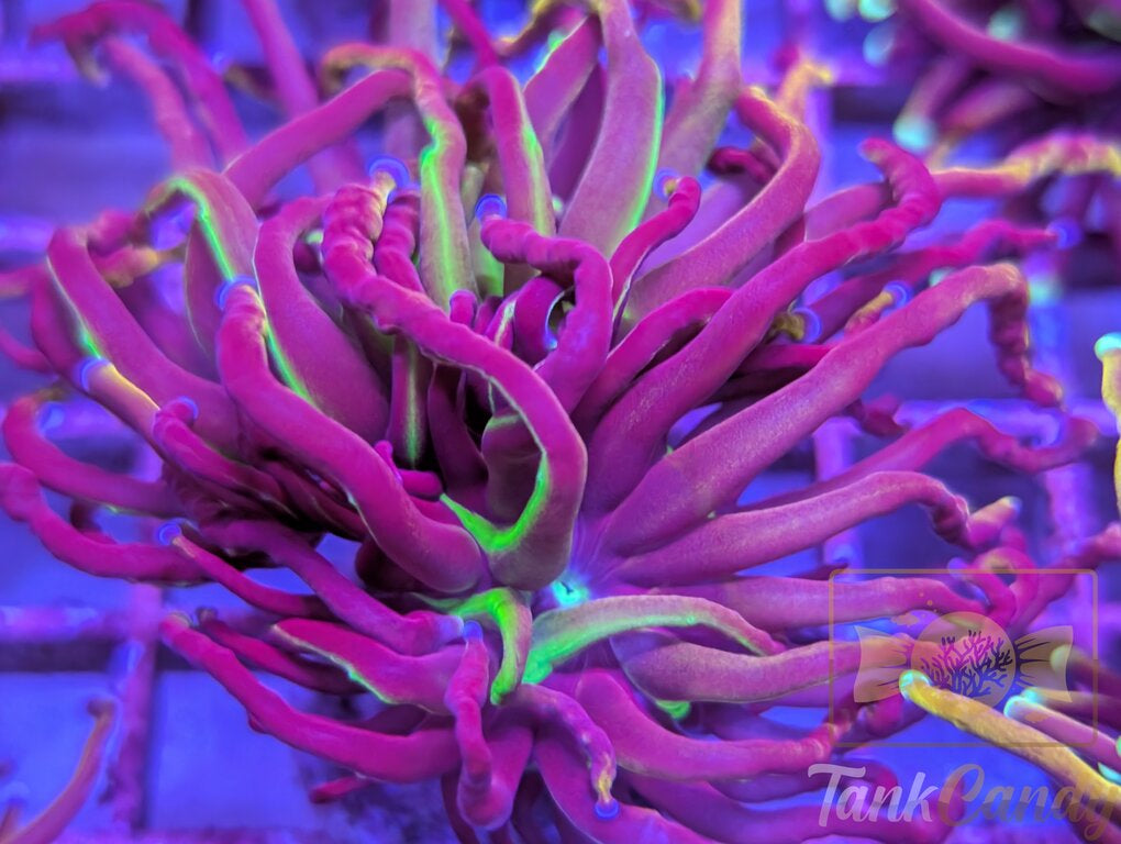 NY Nicks WYSIWYG TB6