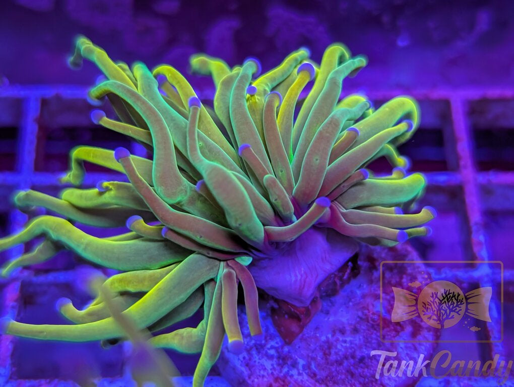 SBB Rapunzel Grail WYSIWYG TC1 [MUST]