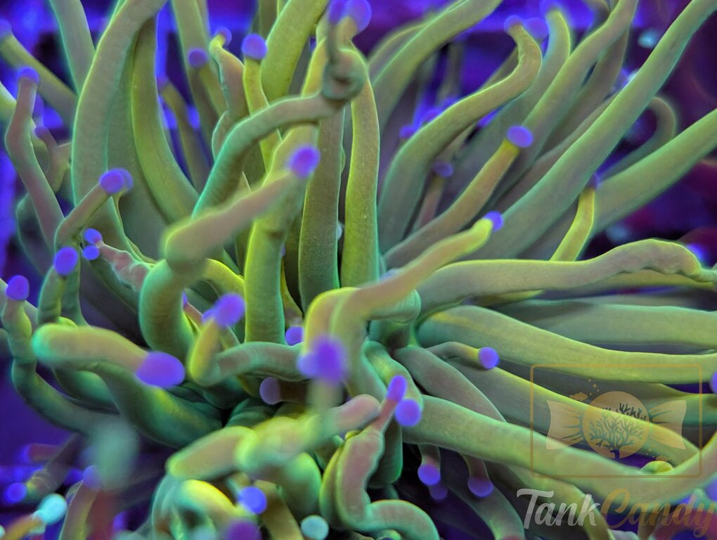 SBB Rapunzel Grail WYSIWYG TC2 LARGE [MUST]